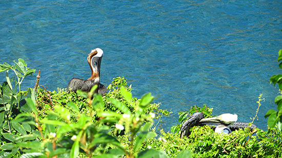 pelicans in tortola