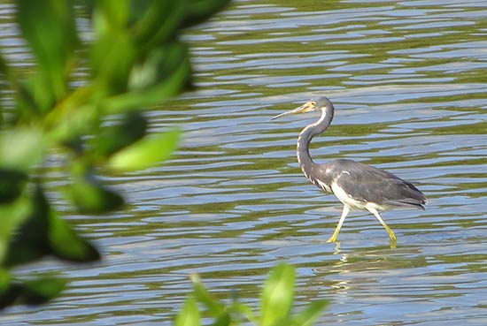 tri-colored heron in anguilla