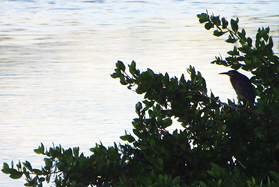 herons in anguilla