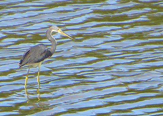 more heron in anguilla
