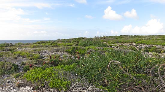 amerindian heritage site trail in anguilla