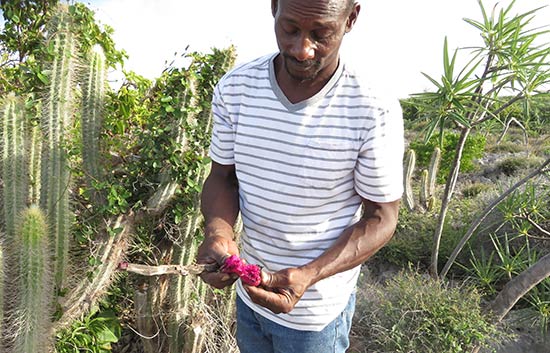 john with the cacti fruits in anguilla