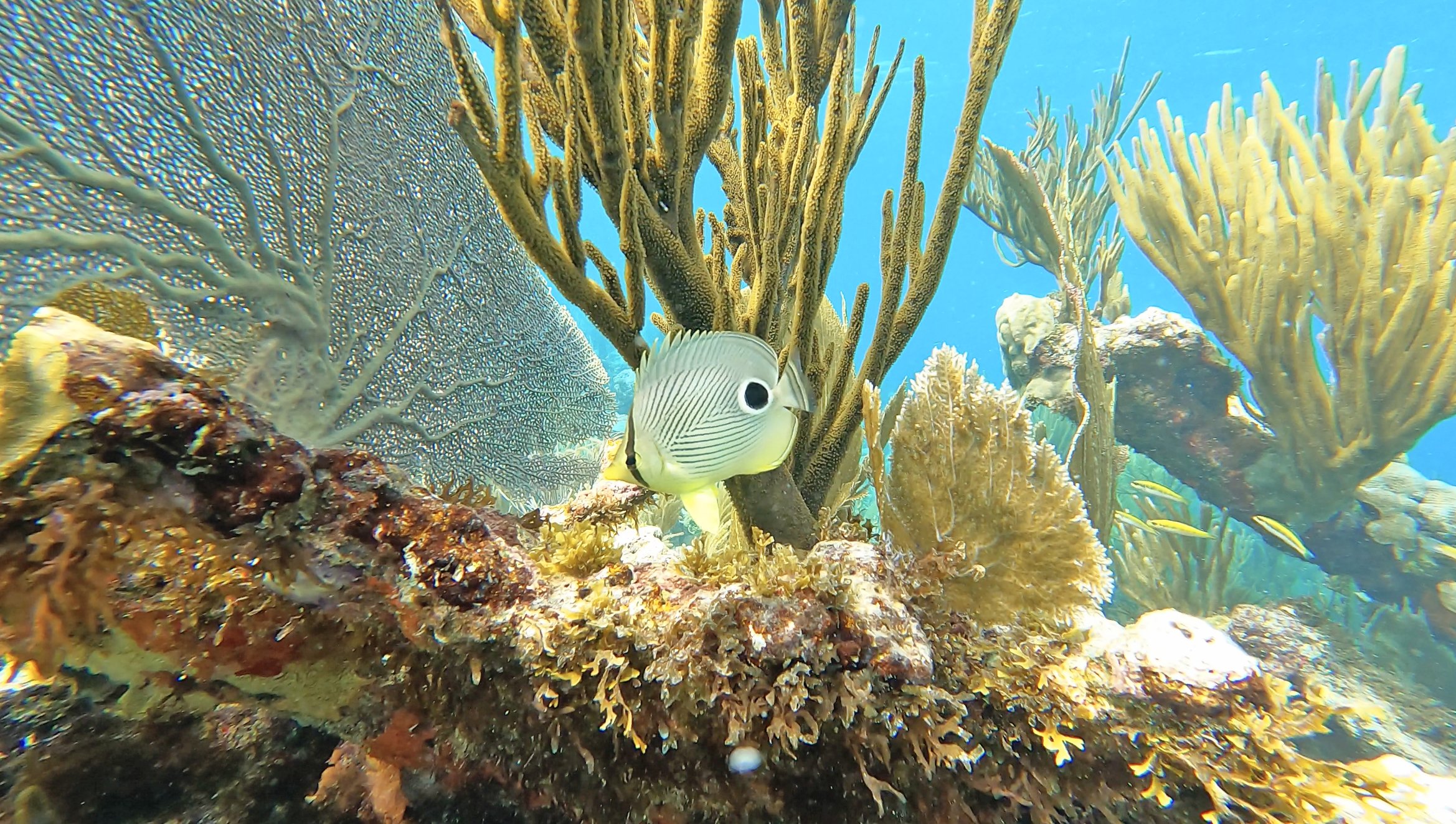 Junior's Glassbottom Boat Tours