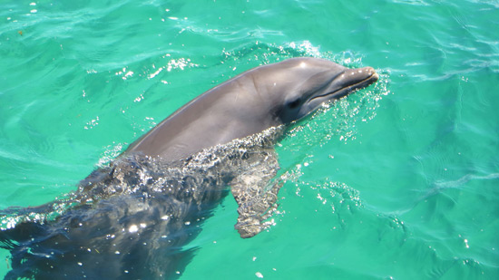 anguilla dolphin