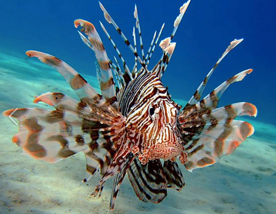 Anguilla, lionfish, Florida Sport Fishing