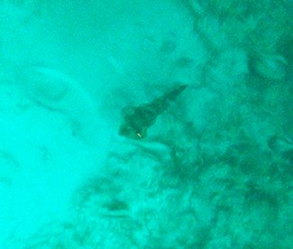 squid at night in anguilla on a liquid glow tour