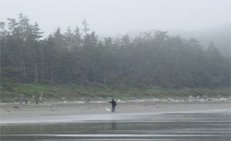 tofino surf long beach