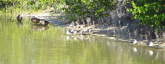 birds sleeping in meads pond
