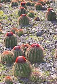 anguilla cactus