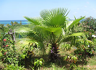 anguilla millys inn gardens