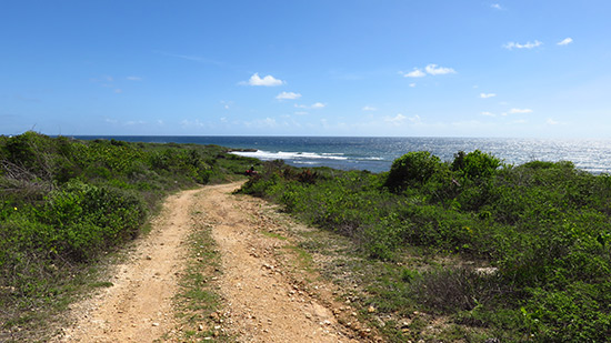 more atv driving in anguilla through the forest area