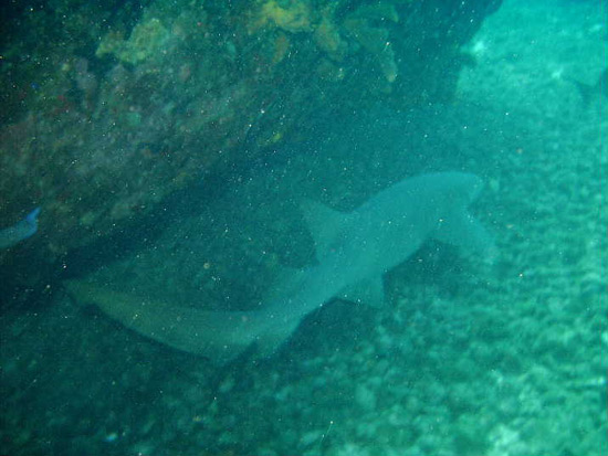 nurse shark anguilla