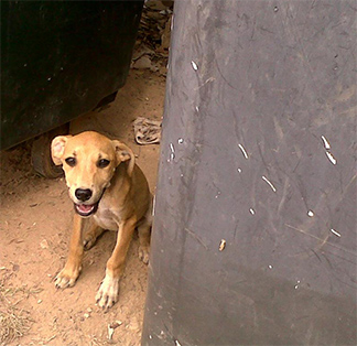 anguilla dog otis