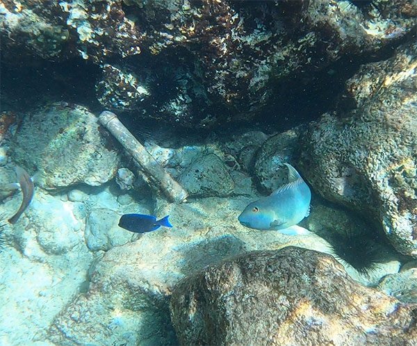 parrot fish