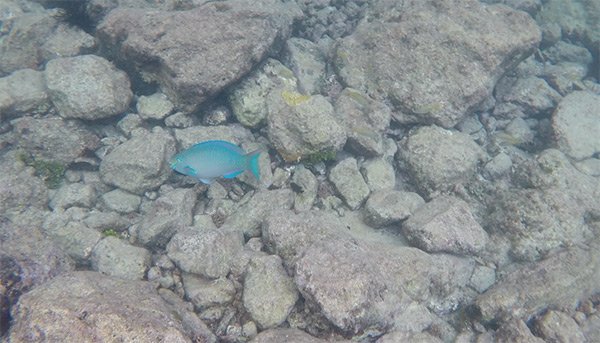 parrot fish in litle bay anguilla