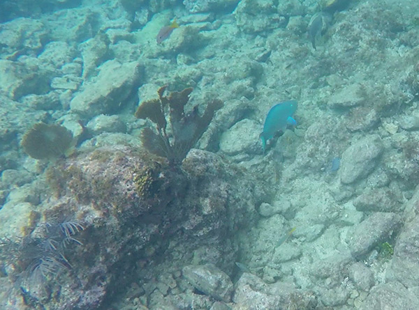 parrot fish anguilla snorkeling