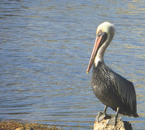 a beautiful pelican in anguilla