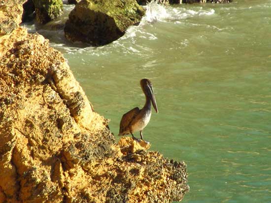 pelican roosting in anguilla