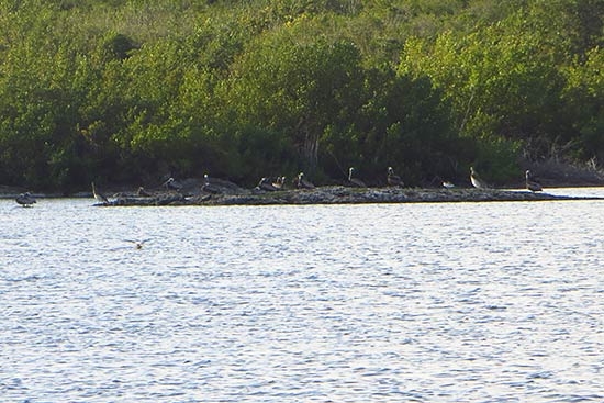 pelicans roosting in cauls pond