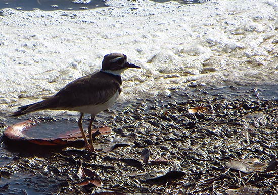 killdeer plover