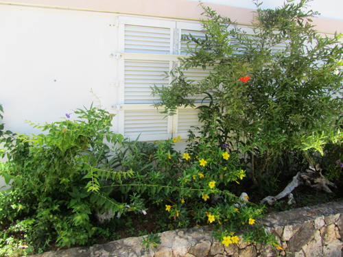 Anguilla rental home garden