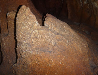 cave fossil seen during pure anguilla hike