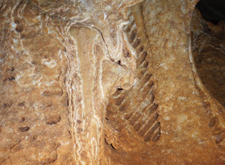Amblyrihiza inundata leg bone fossil close up