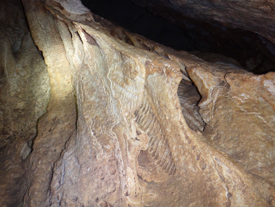 The Amblyrihiza inundata fossil inside katouche cave