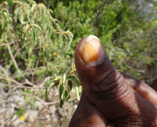 balsam bush used as natural nailpolish