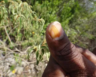 balsam bush used as natural nailpolish