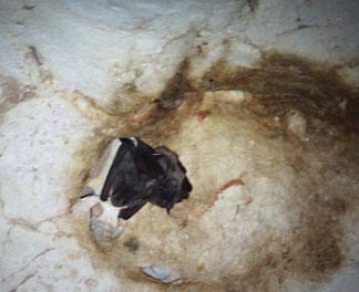 bats inside cavannagh cave