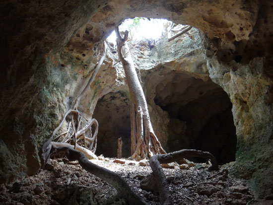 the fig tree that grows in the center of this anguilla cave