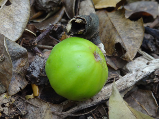 Manchineel apple seen on katouche trail in anguilla