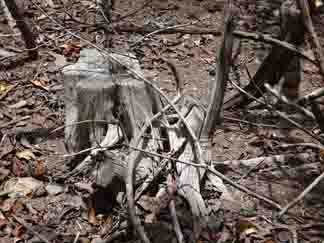 old hardwood tree stumps near katouche bay anguilla