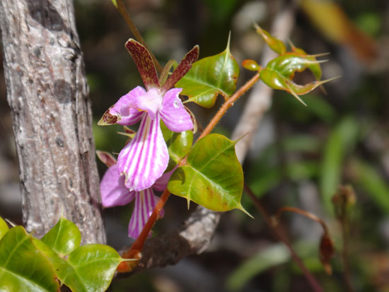 beautiful orchid seen on hike through anguillas katouche valley