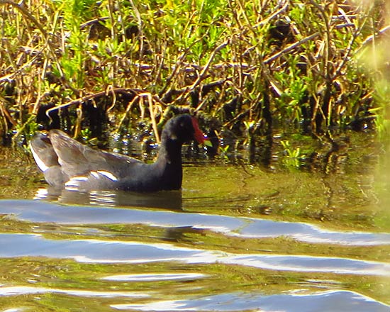 common moorhen in anguilla