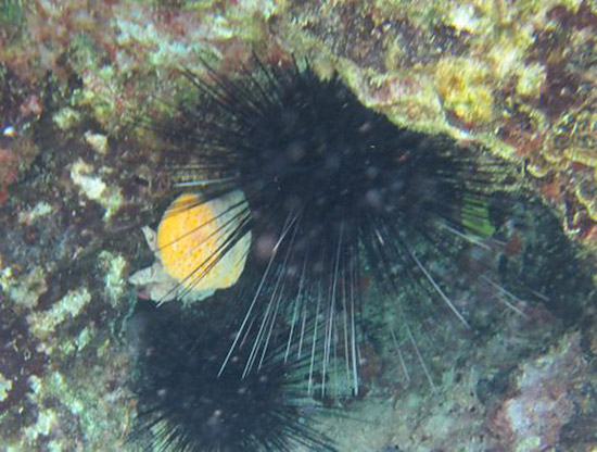 red eye sponge crab at little bay