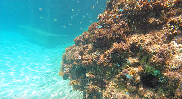 meads bay snorkeling