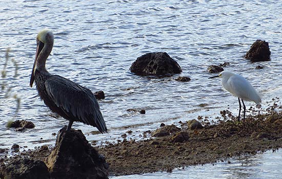 egret and pelican sharing a spit of land in anguilla