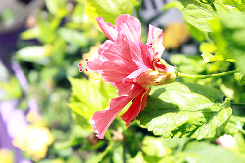 hibiscus snapshot