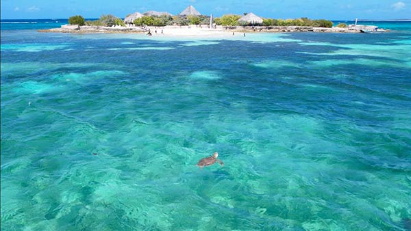 sea turtle at scilly cay