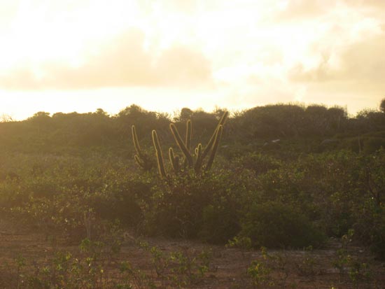 Anguilla Desert