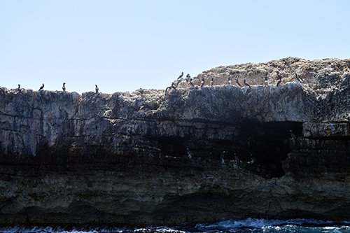 boobie birds sun bathing on cliffs of little scrub