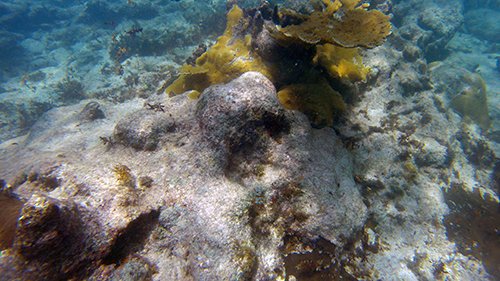 more fire coral at scrub island