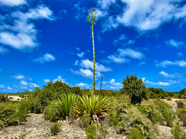 scrub island agave plants 