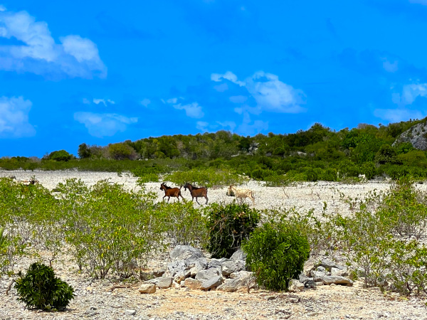  scrub island goats.