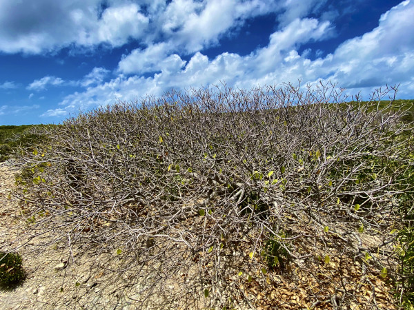 manchineel tree