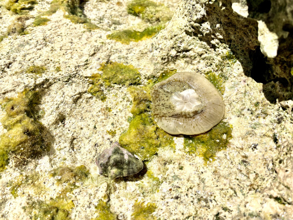 deadman bay tidal pool