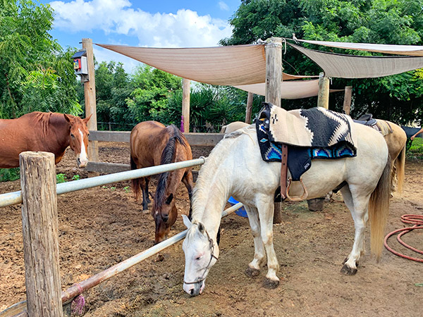 anguilla seaside stables