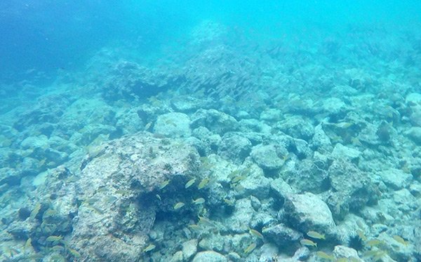 shoal bay scuba snorkeling at little bay